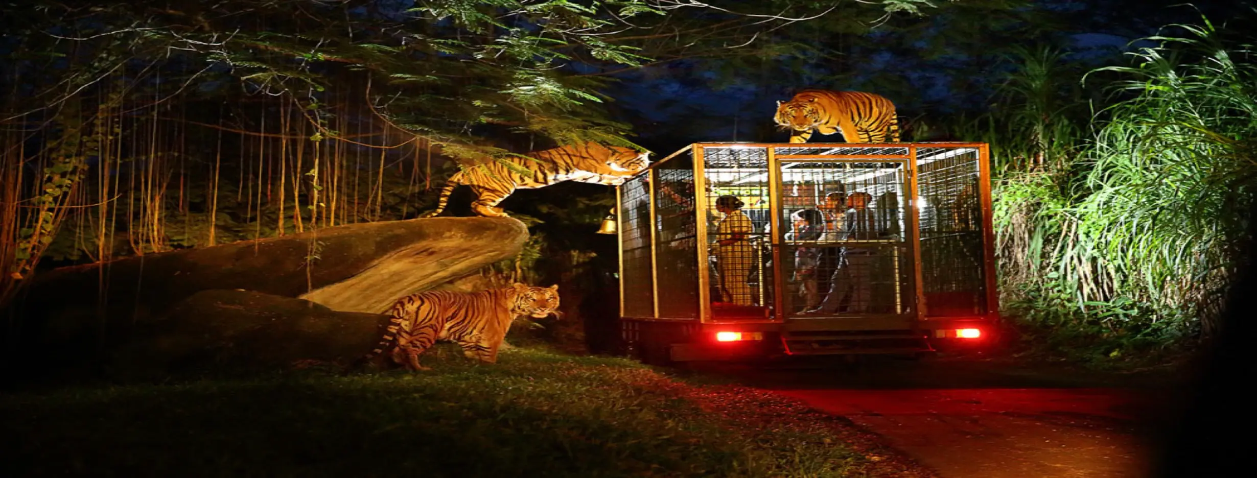 Image for Night Safari